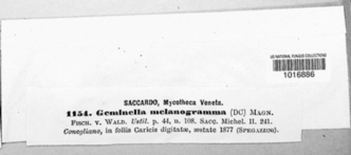 Schizonella melanogramma image